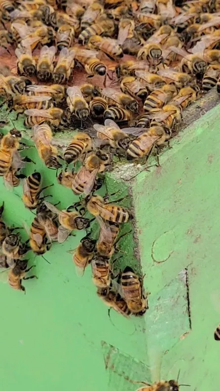 Honeybees clustered thick on the corner of a green hive box