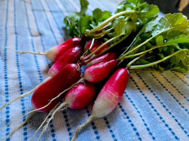 A bunch of French breakfast radishes, freshly pulled, on a blue-striped kitchen towel