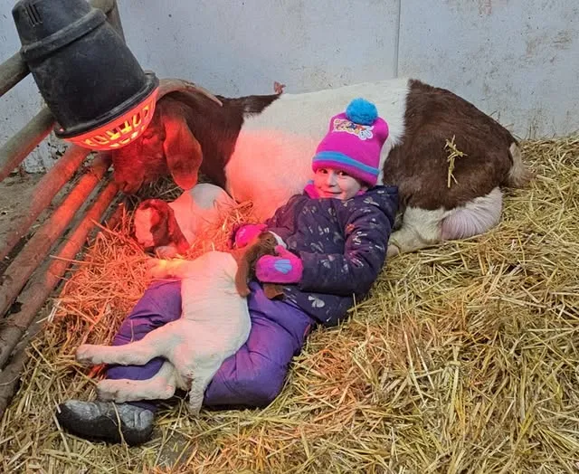One of the kids stretched out in the straw beside a doe and her newborns under the heat lamp
